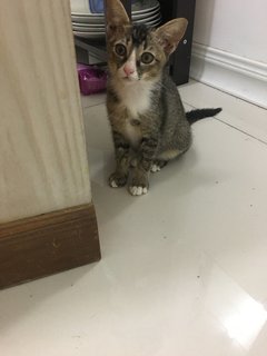 Zhina - Domestic Short Hair + Calico Cat