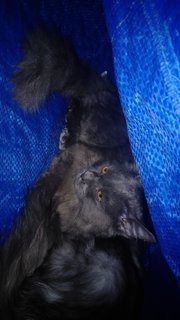Greyy - Persian Cat