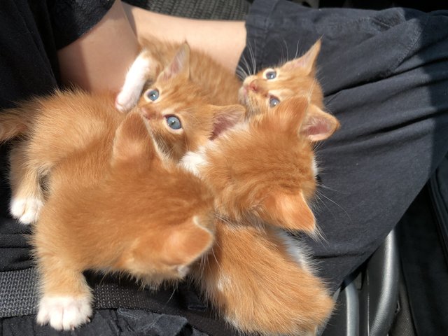 Big Oyen - Domestic Short Hair + Maine Coon Cat