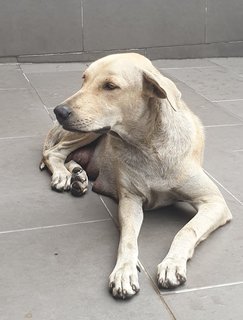 Ivory - Mixed Breed Dog