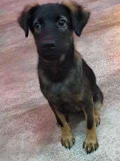 Female Puppy Cora - Mixed Breed Dog