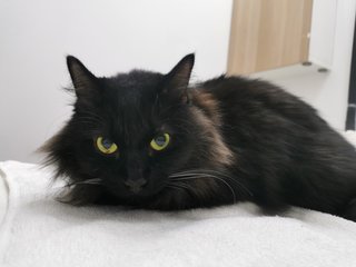 Ondal + Miro - Domestic Short Hair Cat