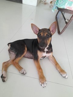 Playgirl Mongrel Pup  - Mixed Breed Dog