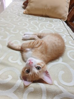 Rambo - Domestic Short Hair Cat