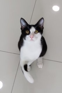 Tantan &amp; Kaka - Domestic Short Hair Cat