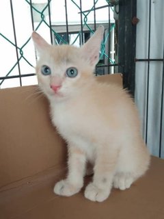 Tom (Blue Eyes) - Domestic Short Hair Cat