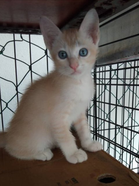 Tom (Blue Eyes) - Domestic Short Hair Cat