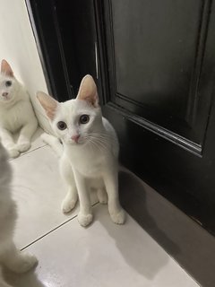 Luna - Turkish Angora + Domestic Short Hair Cat