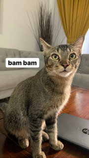 Toki, Bam Bam And Belang - Domestic Short Hair Cat