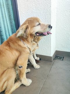 M &amp;r - Golden Retriever Dog