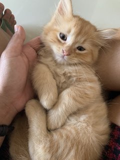 Yumi - American Curl + Persian Cat