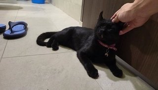 Blackie - American Curl + Domestic Short Hair Cat