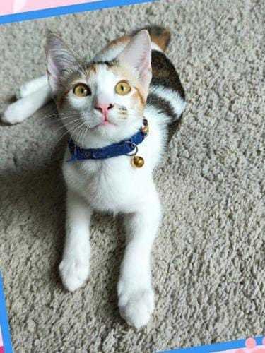 Pretty Lilibeth - Domestic Short Hair Cat