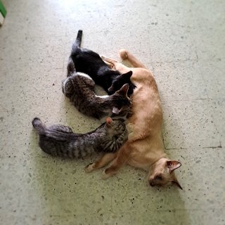 Mama, Zoe, Wiwi - Domestic Short Hair + Siamese Cat