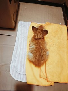 Mini Oyen 小橘 - Tabby Cat