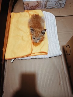 Mini Oyen 小橘 - Tabby Cat