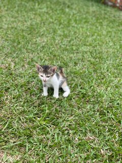 Kittys - Domestic Short Hair Cat