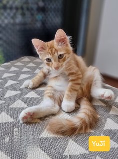 Yuji - Domestic Medium Hair Cat