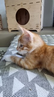 Yuji - Domestic Medium Hair Cat