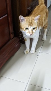 Cinnamon  - Domestic Short Hair + Tabby Cat
