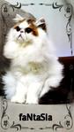 Fantasia - Persian Cat