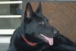 Ravenclaw - German Shepherd Dog Dog