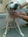 Mandy :) - Labrador Retriever Dog