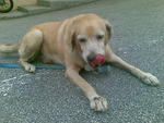 Mandy :) - Labrador Retriever Dog