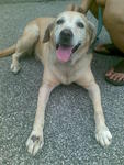 Mandy :) - Labrador Retriever Dog