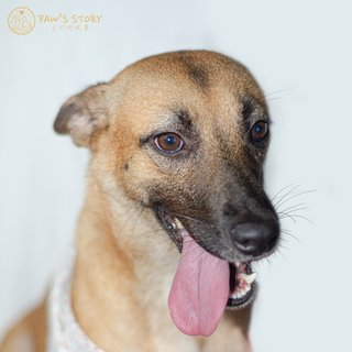 Candy - Black Mouth Cur Mix Dog