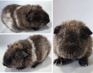 Teddy Guinea Pigs  - Guinea Pig Small & Furry