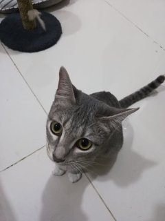 Luna - Domestic Short Hair Cat