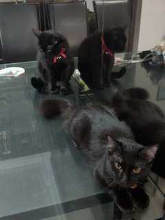 Abraham , Obi, Inoki , Sassy - Domestic Short Hair Cat