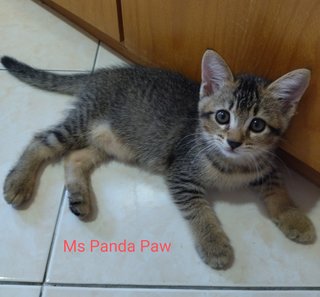 Mr Bond & Ms Panda Paw - Domestic Short Hair Cat