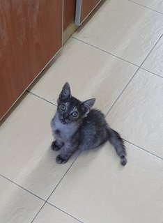 Misha - Domestic Medium Hair Cat