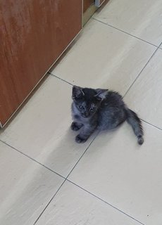 Misha - Domestic Medium Hair Cat