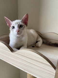 Latte - Domestic Short Hair Cat