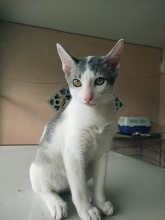 Aboy - Domestic Short Hair Cat
