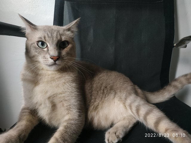 Undut - Domestic Short Hair Cat