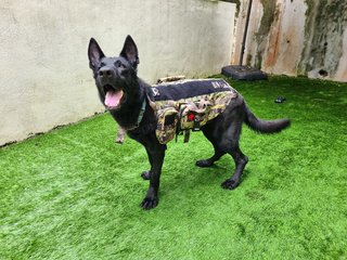 Orion - German Shepherd Dog Dog