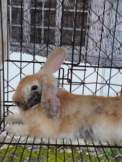 Miloky, Chocoky - Bunny Rabbit Rabbit
