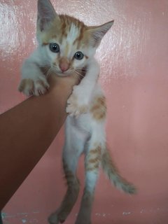 Orange Team - Domestic Short Hair Cat