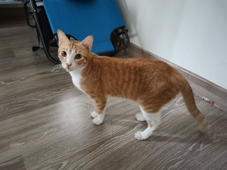 Renji - Domestic Short Hair Cat