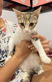Goldie - Calico + Domestic Short Hair Cat