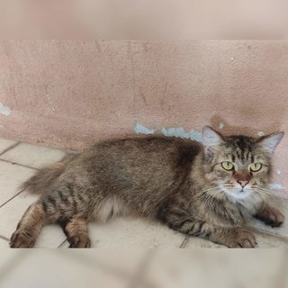Boboy - Domestic Medium Hair Cat