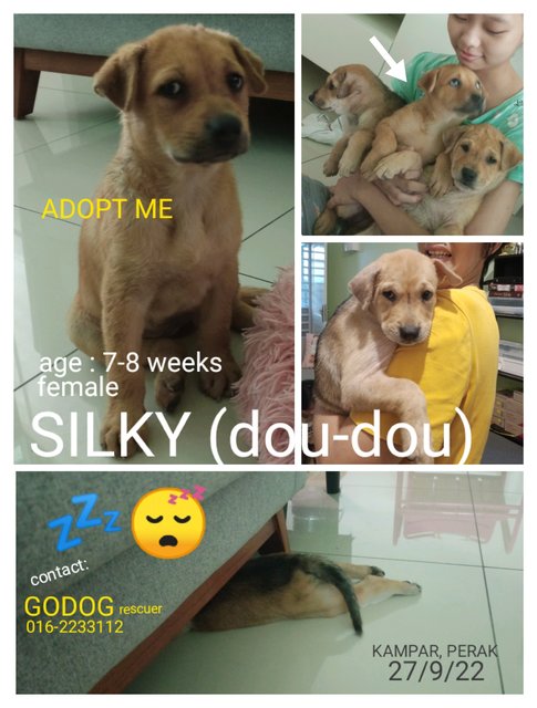 Silky (Dou-dou) - Mixed Breed Dog