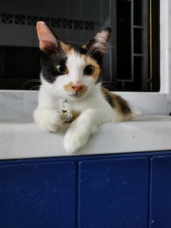 Cruella - Domestic Short Hair Cat