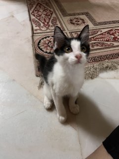 Oreo And Ash - Domestic Medium Hair + Domestic Long Hair Cat