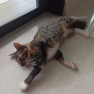 Valerie - Domestic Medium Hair Cat