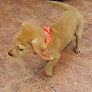 Goldie - Mixed Breed Dog